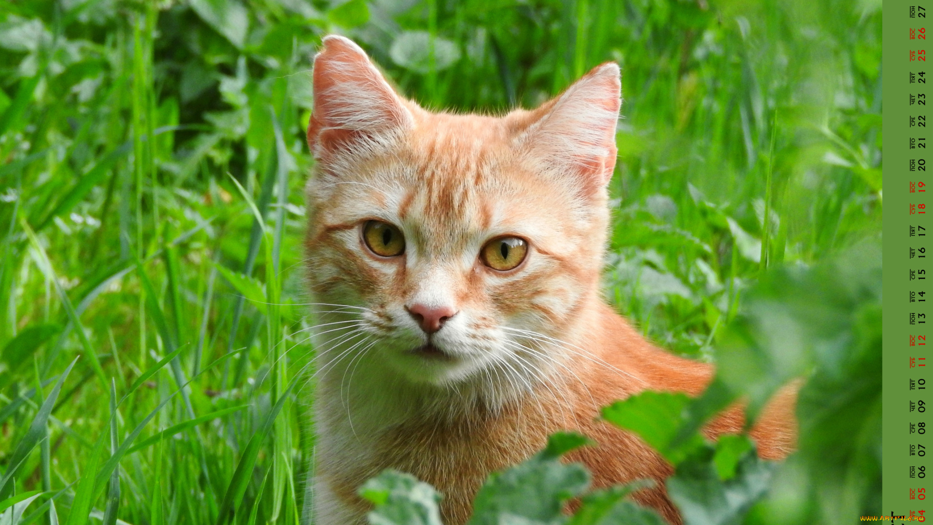 календари, животные, трава, взгляд, кошка