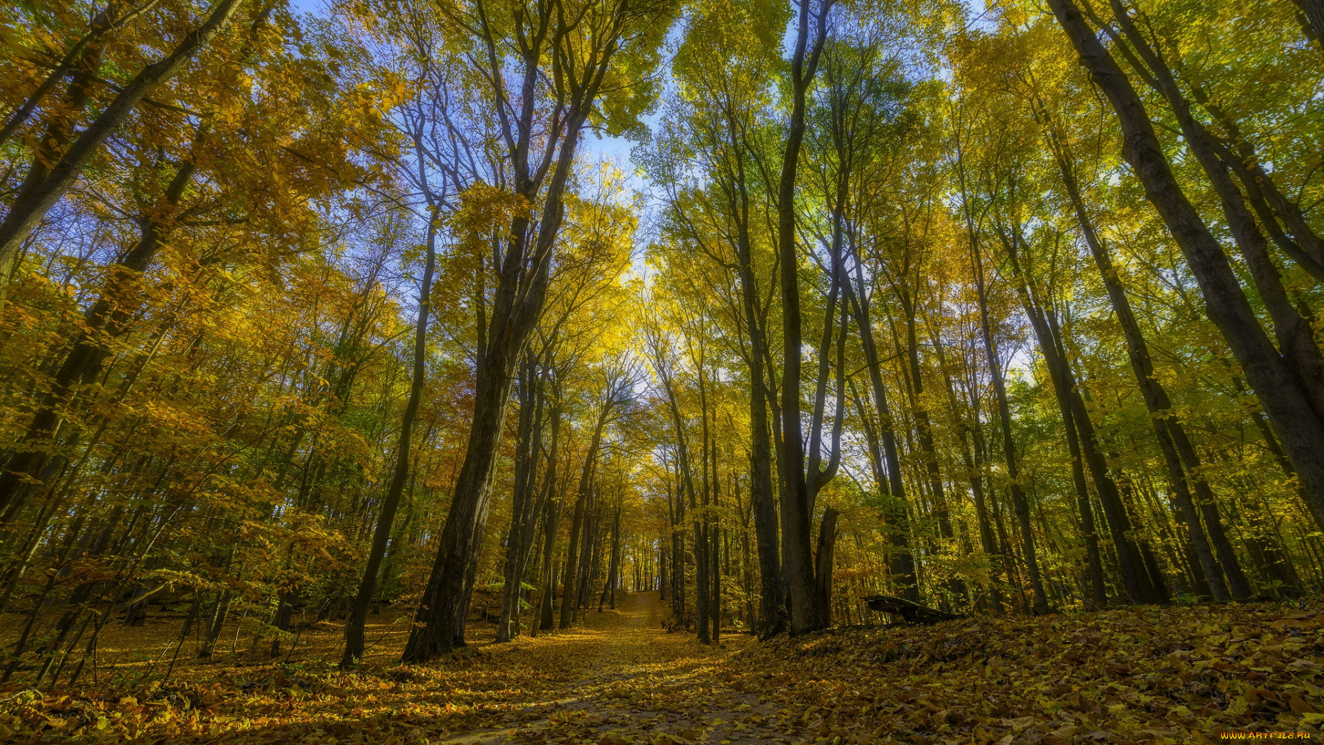 природа, лес, простор