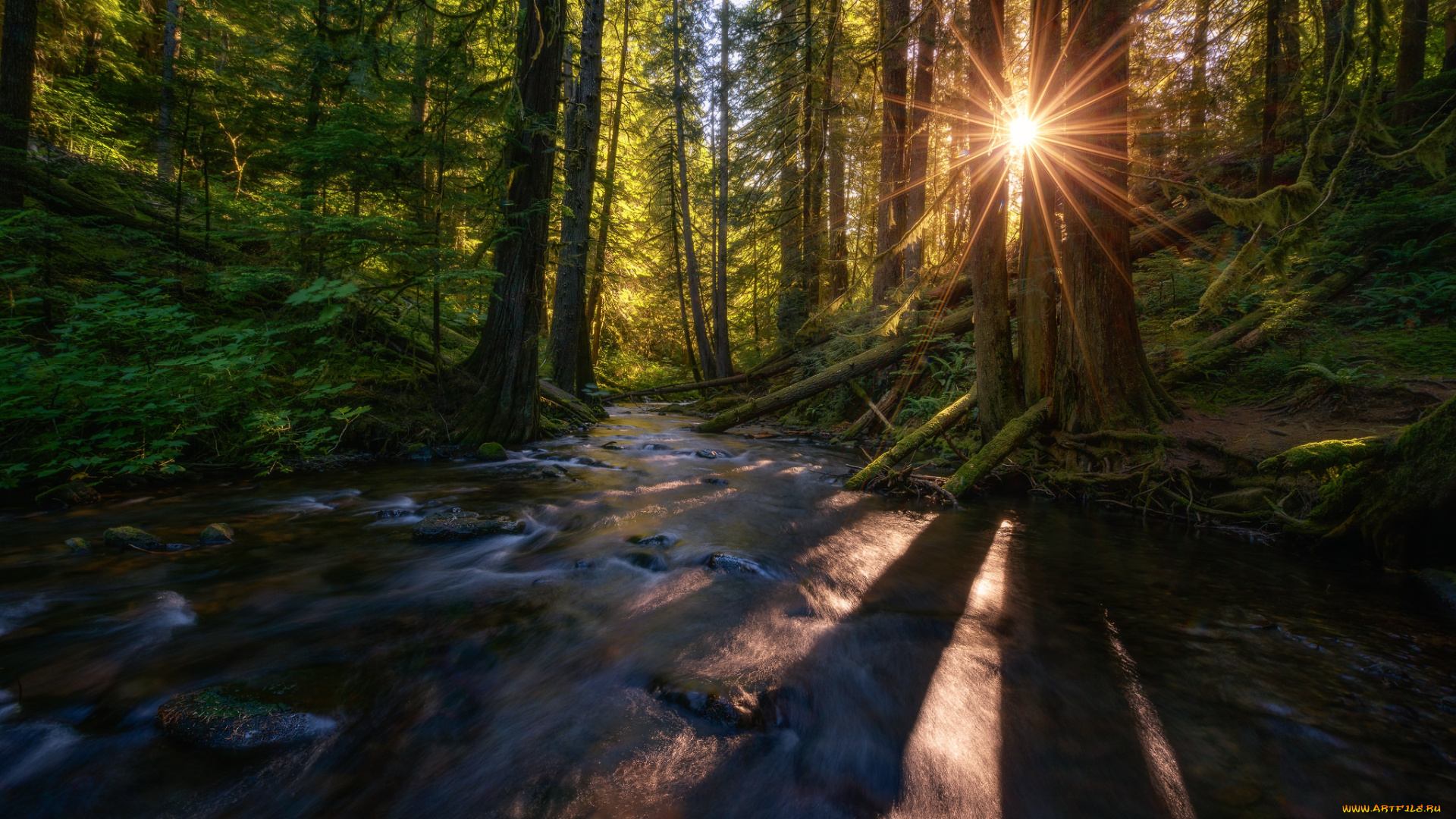 природа, лес, простор