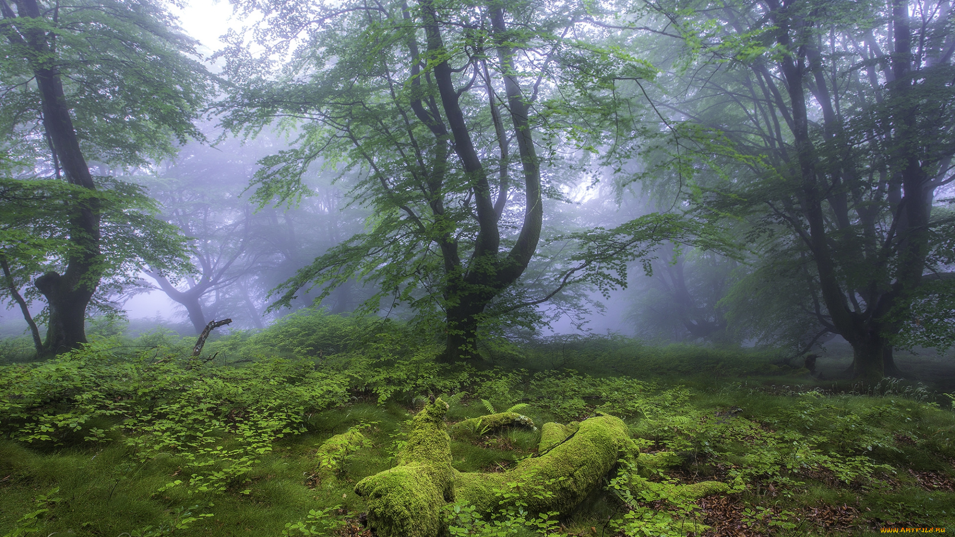 природа, лес, простор