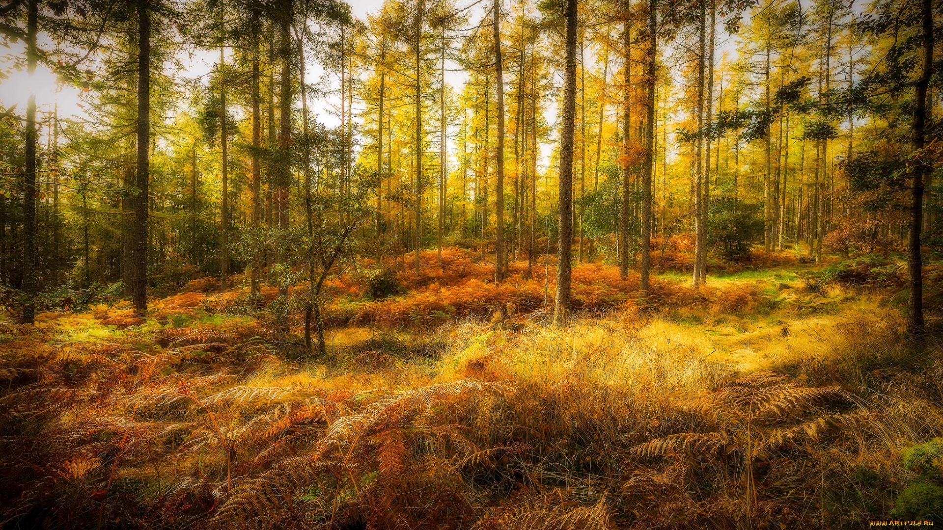 природа, лес, простор