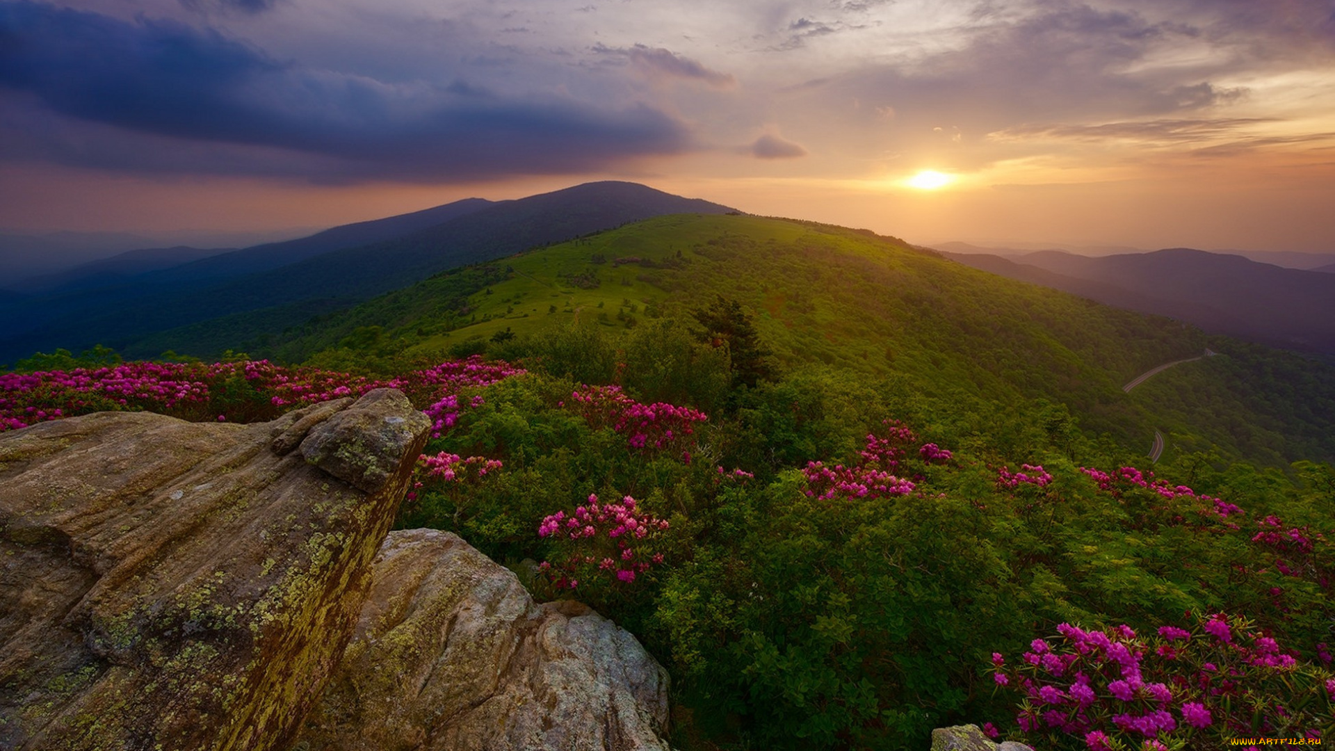 природа, луга, простор