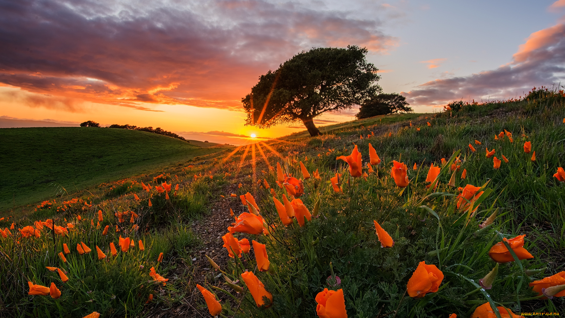 природа, луга, простор