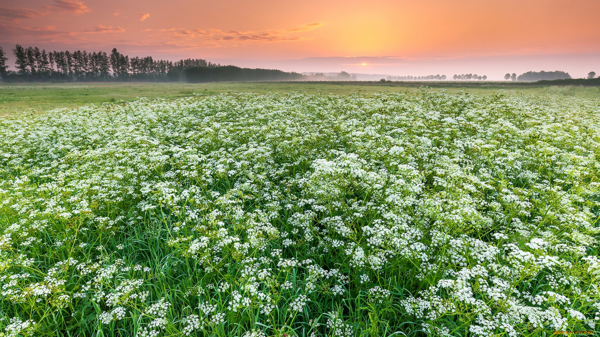 природа, поля, простор