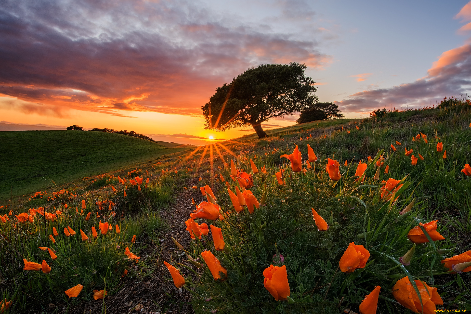 природа, луга, простор