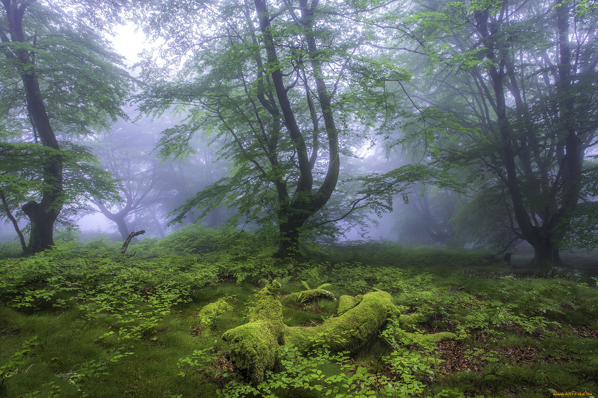 природа, лес, простор