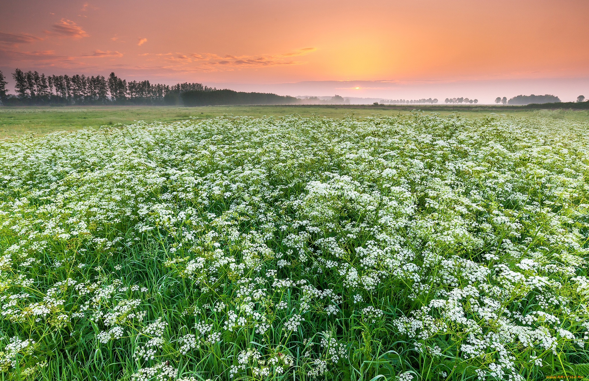 природа, поля, простор