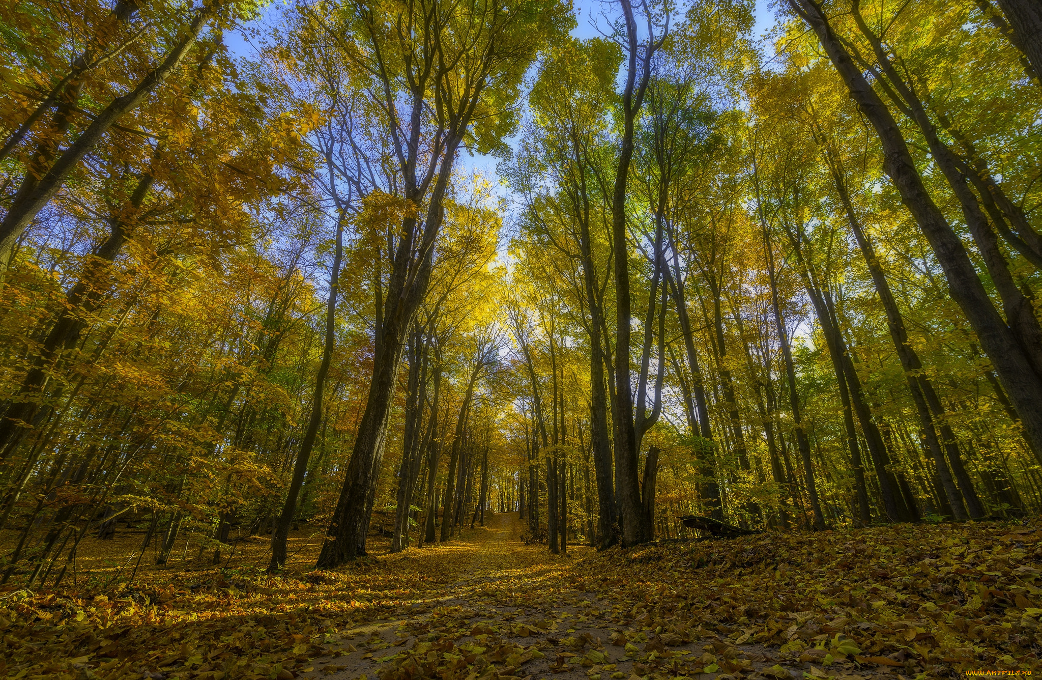 природа, лес, простор