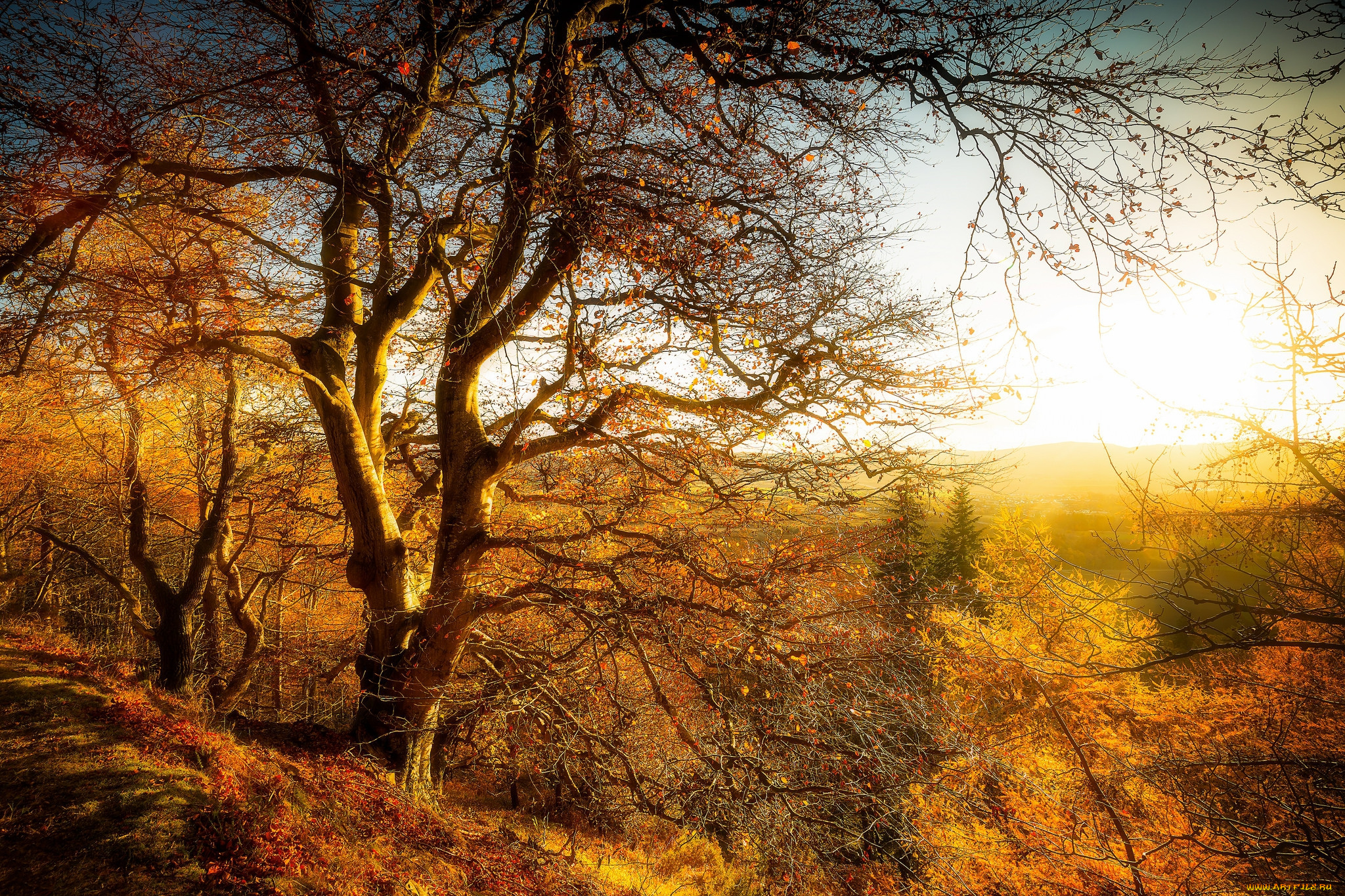 природа, деревья, простор