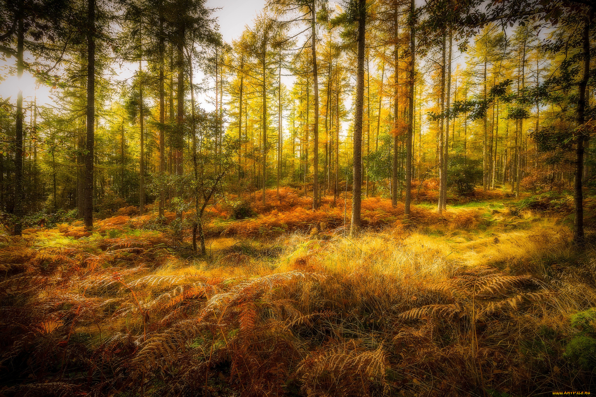 природа, лес, простор