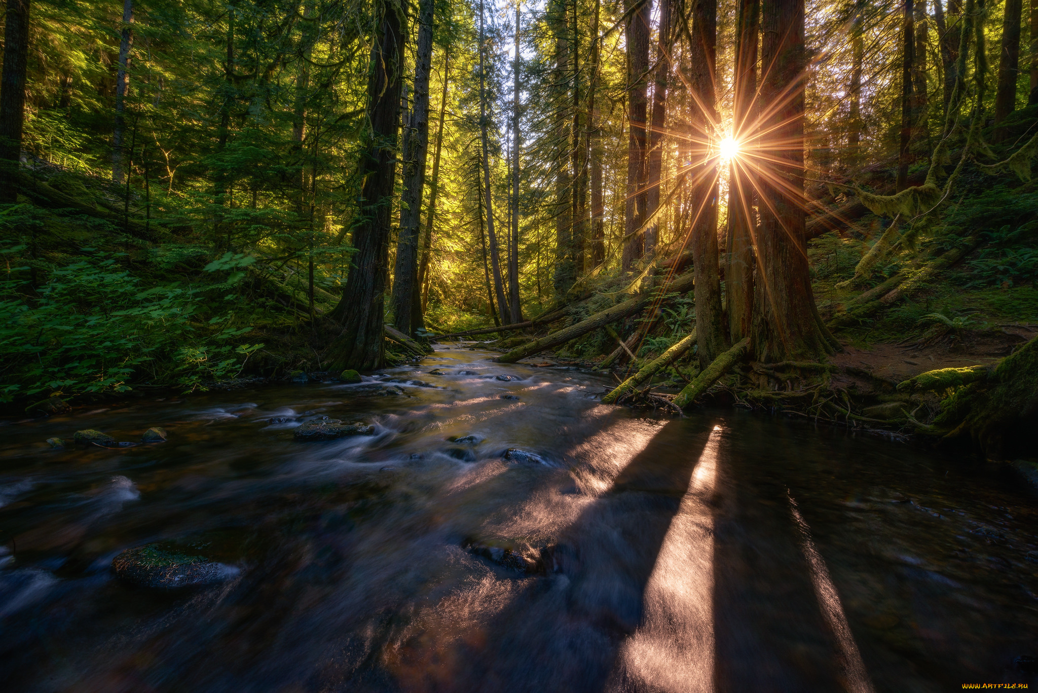 природа, лес, простор