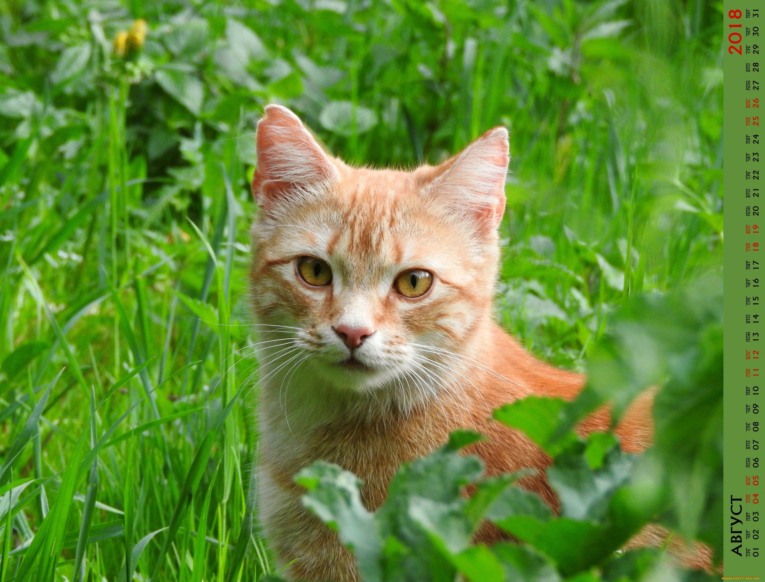 календари, животные, трава, взгляд, кошка