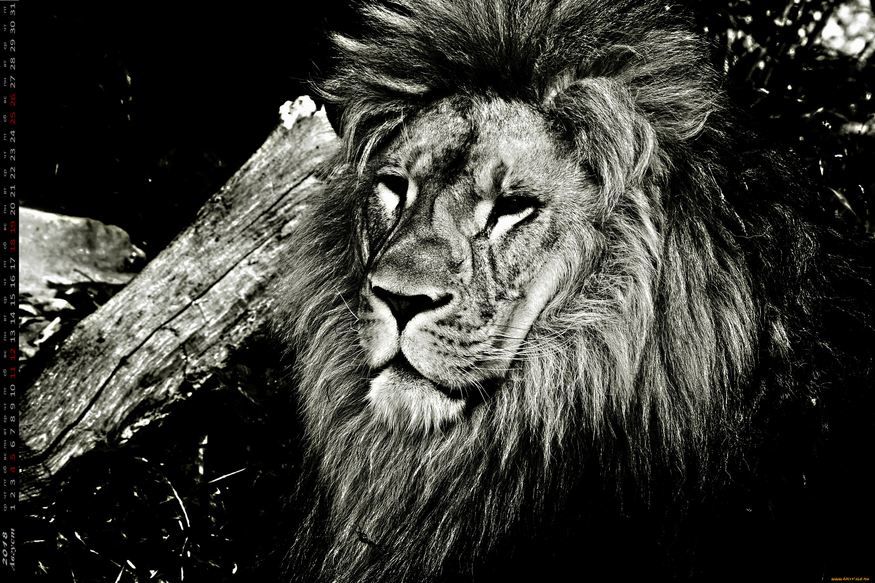 календари, животные, морда, лев, взгляд