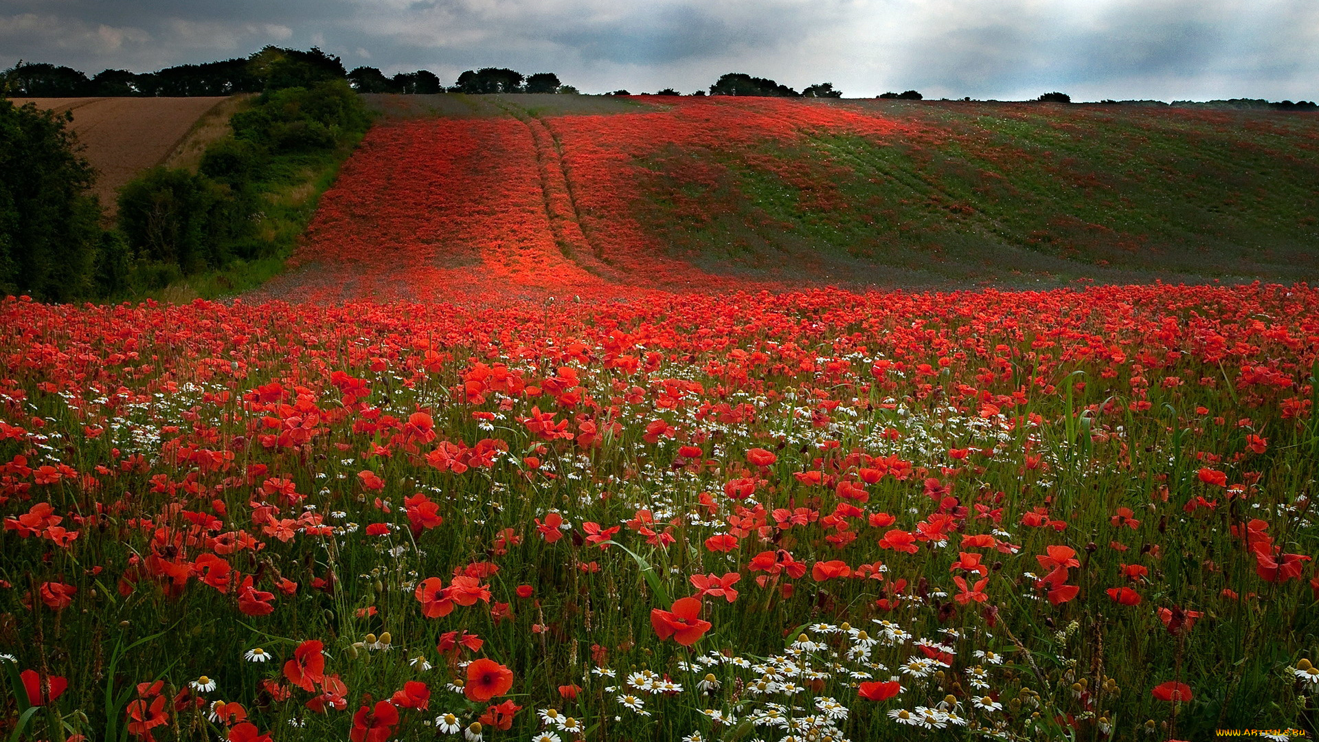 природа, луга, мак, луг, ромашки