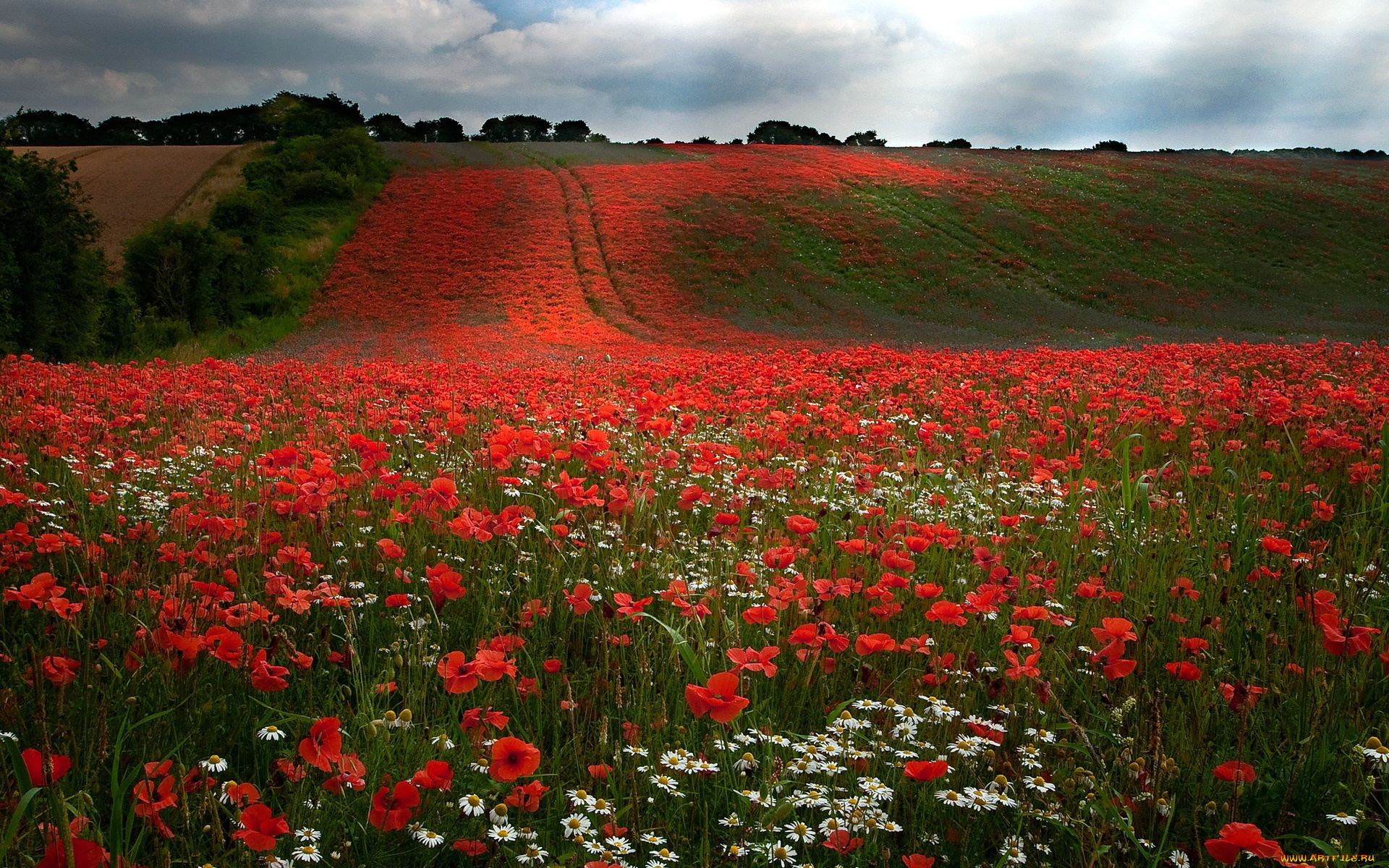 природа, луга, мак, луг, ромашки