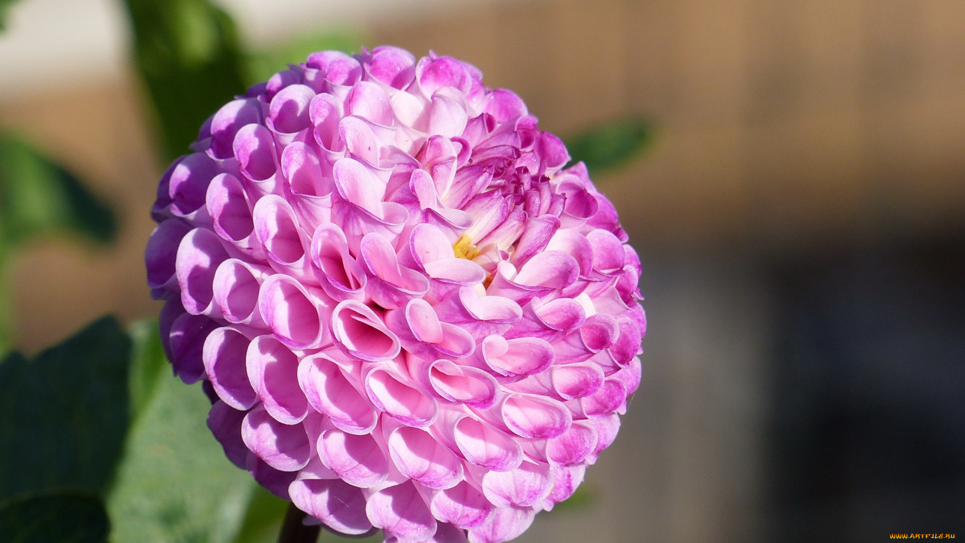 цветы, георгины, розовый, георгин, макро