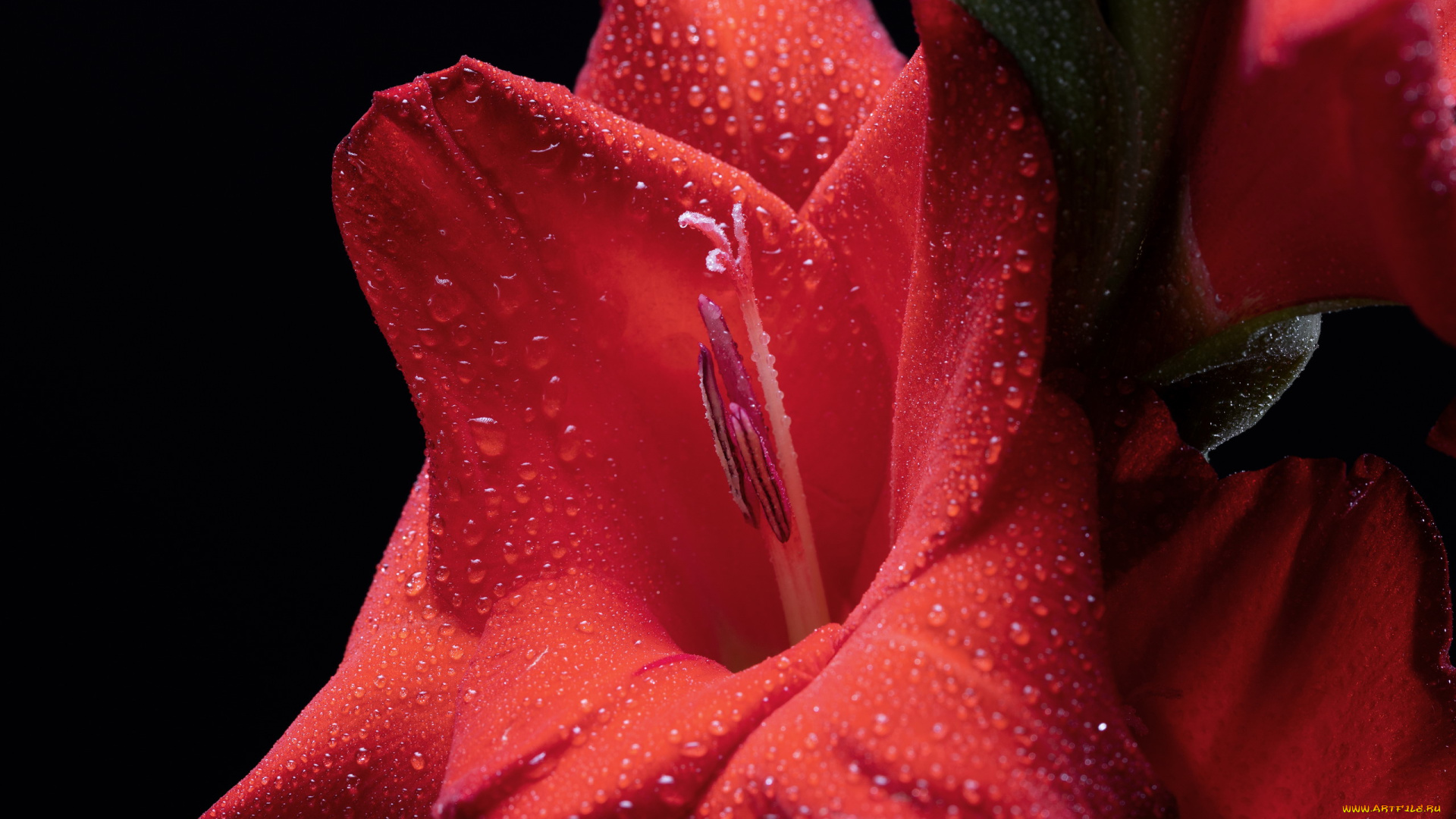 цветы, гладиолусы, черный, фон, алый, гладиолус, макро, капли