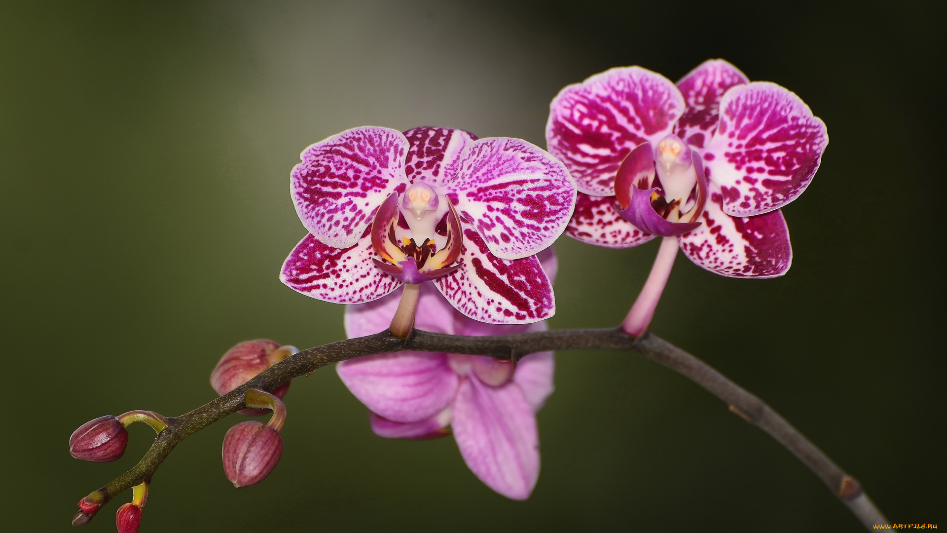 цветы, орхидеи, экзотика, макро