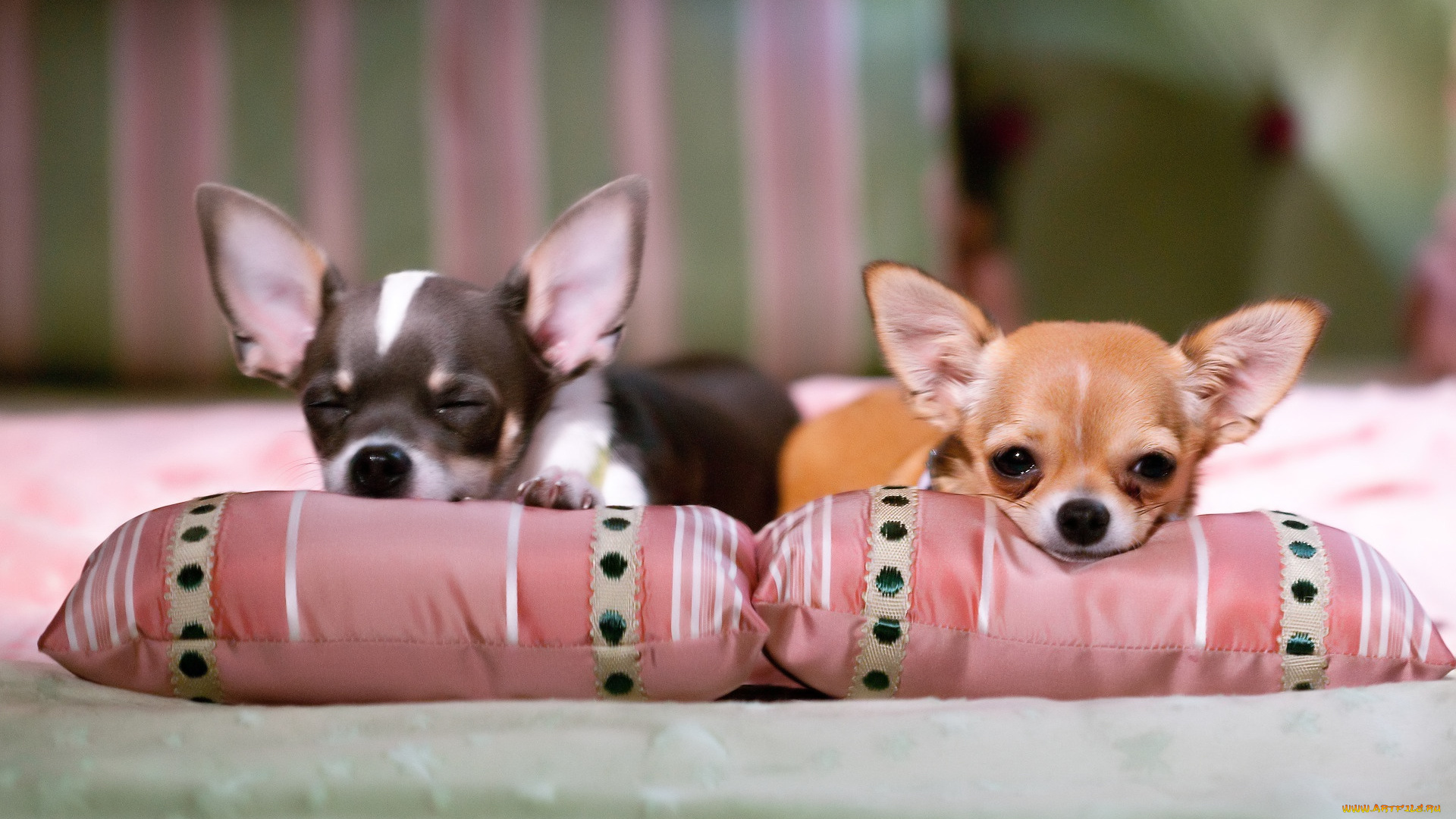 кино, фильмы, beverly, hills, chihuahua, 2, собаки, подушки