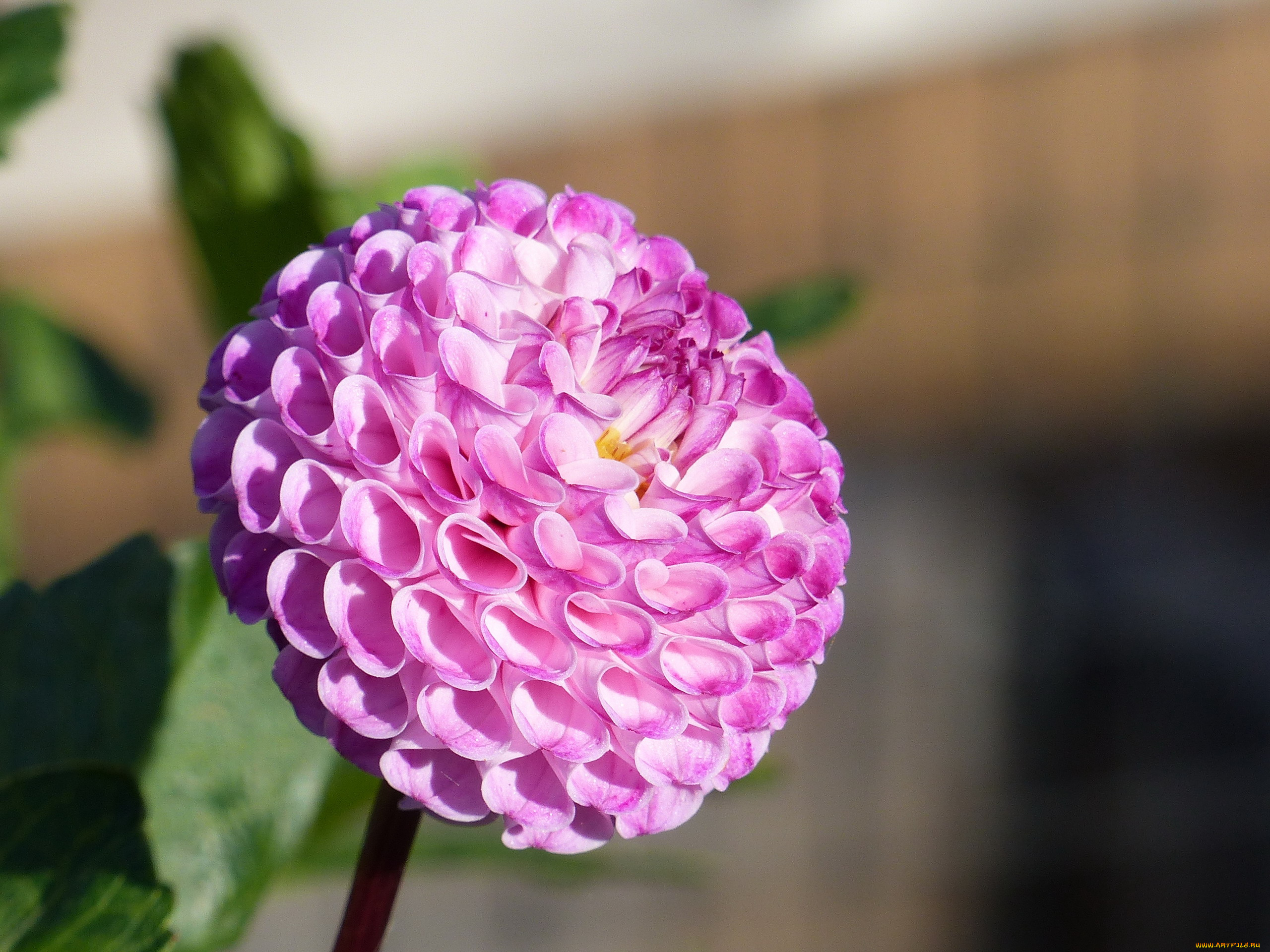 цветы, георгины, розовый, георгин, макро