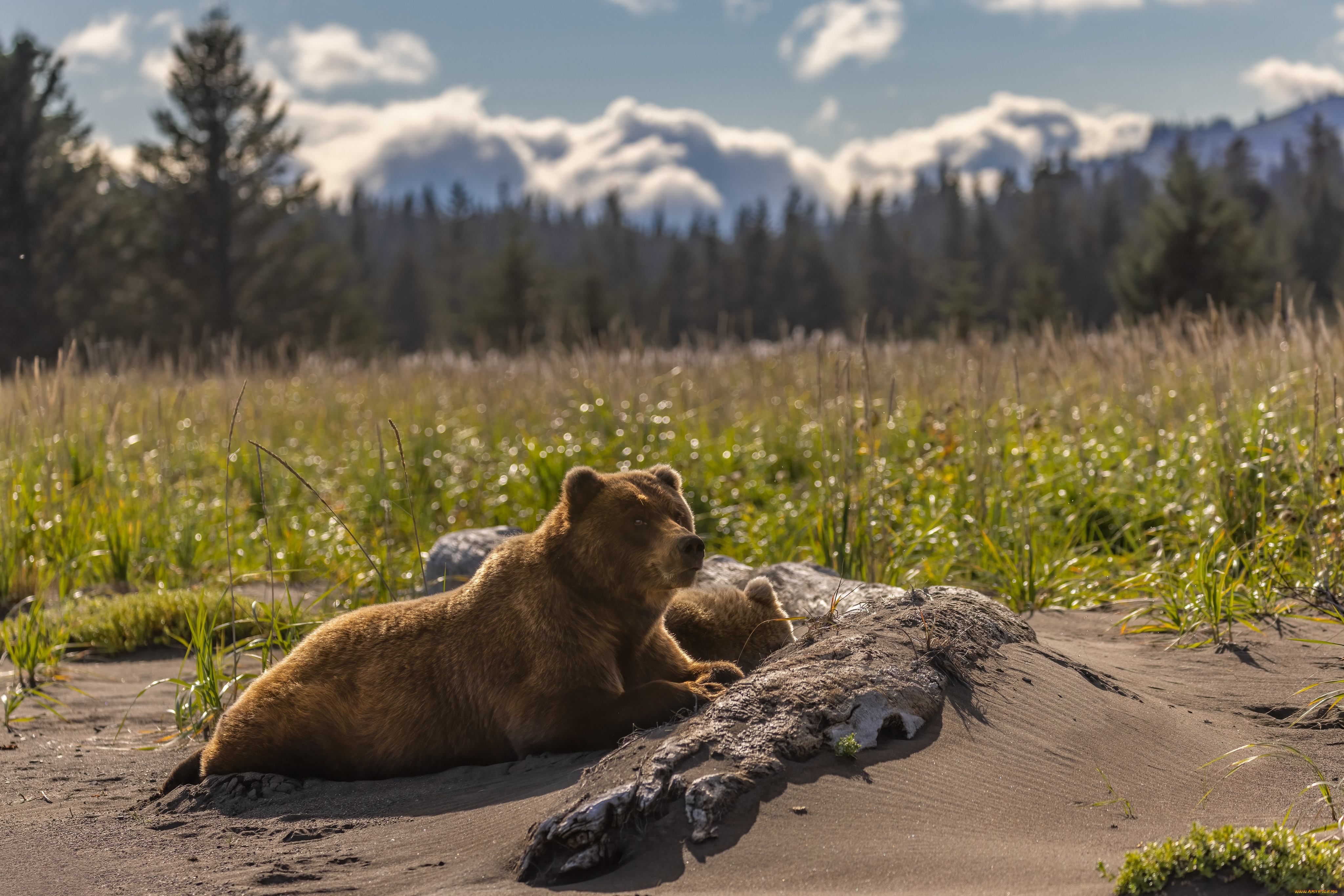 животные, медведи, медведь