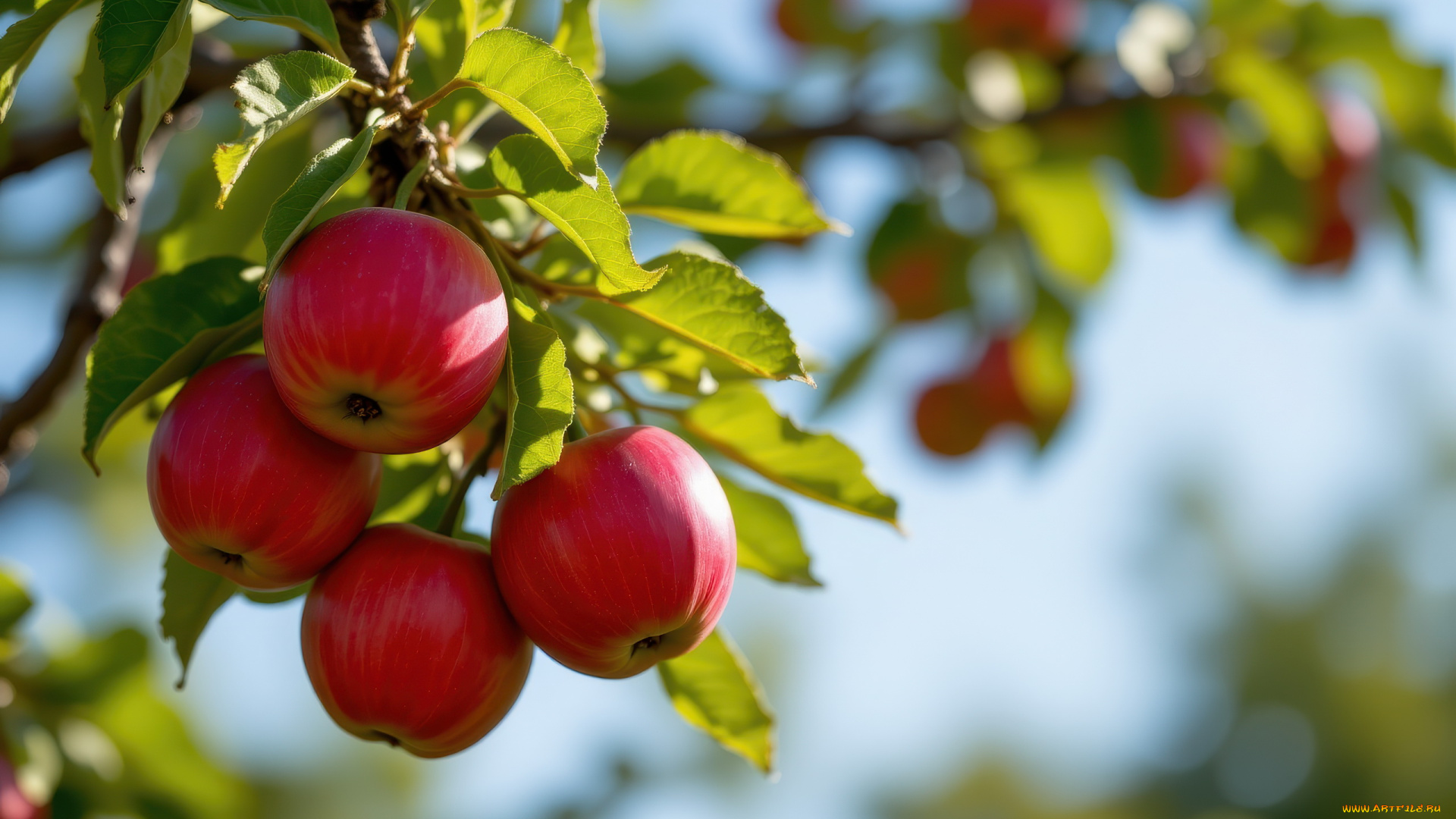 3д, графика, природа, , nature, яблоня, ветка, яблоки