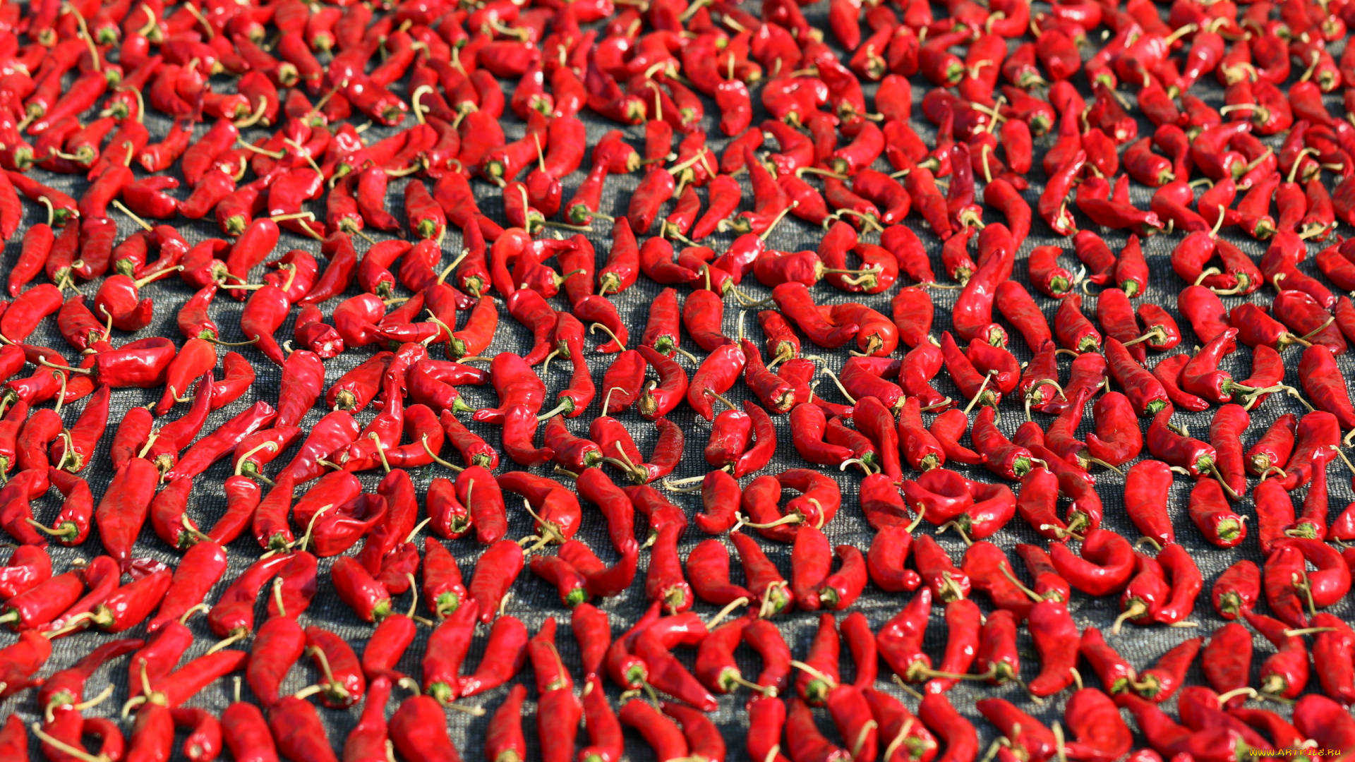 еда, перец, стручки, красный, острый, жгучий