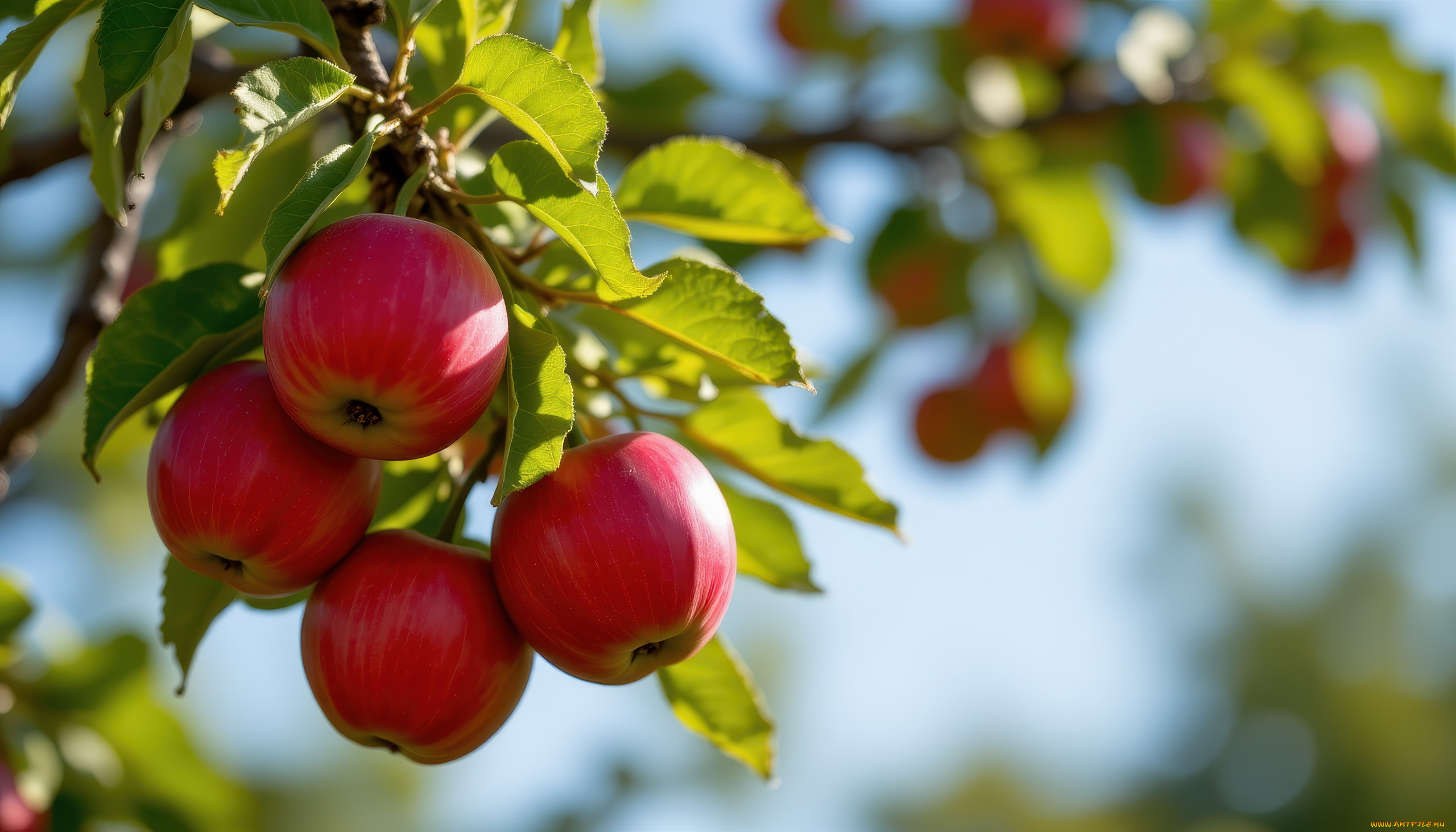 3д, графика, природа, , nature, яблоня, ветка, яблоки