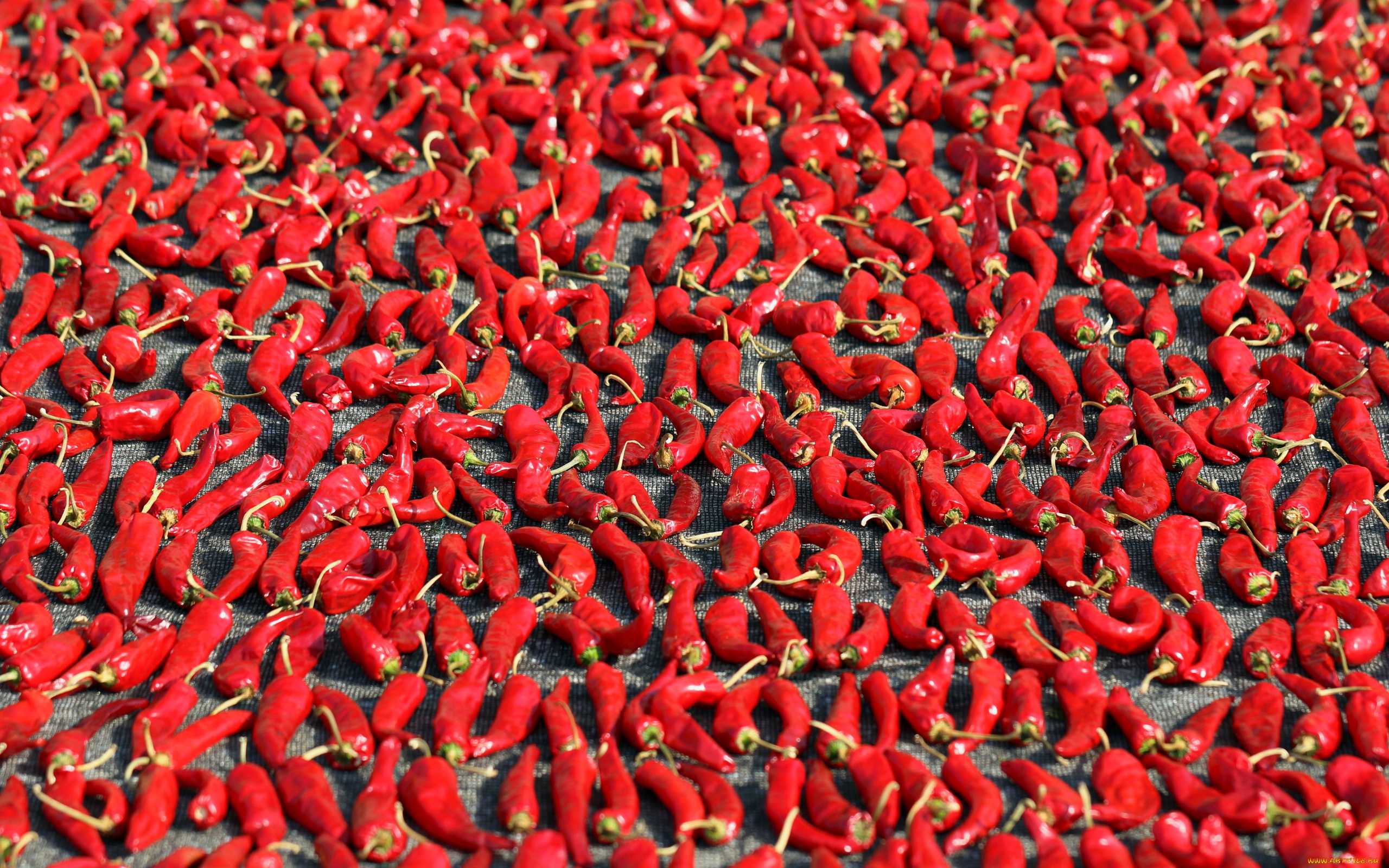 еда, перец, стручки, красный, острый, жгучий