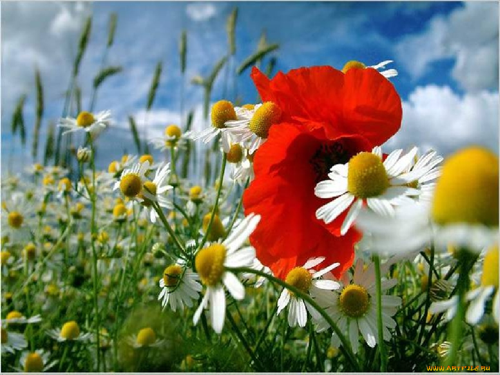 цветы, луговые, полевые