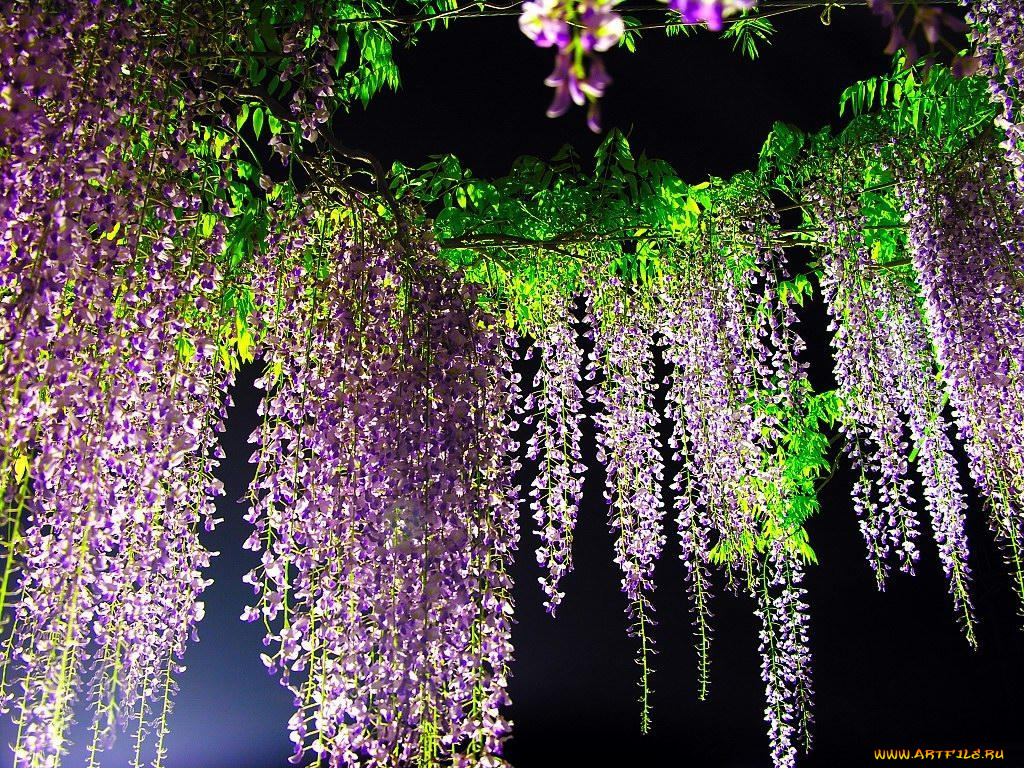 цветы, глициния