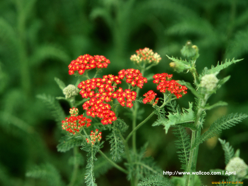 цветы, луговые, полевые