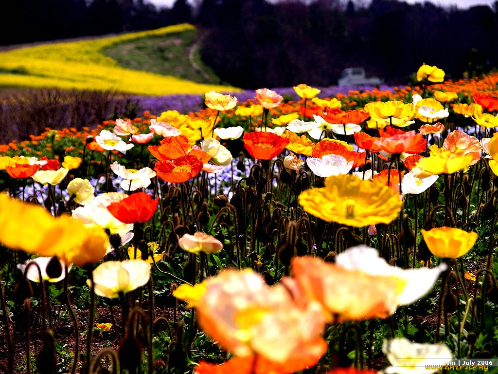 цветы, маки