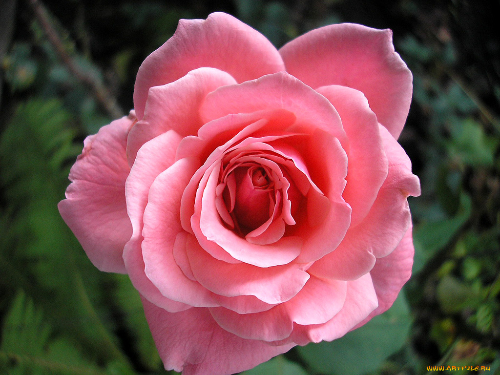 цветы, розы