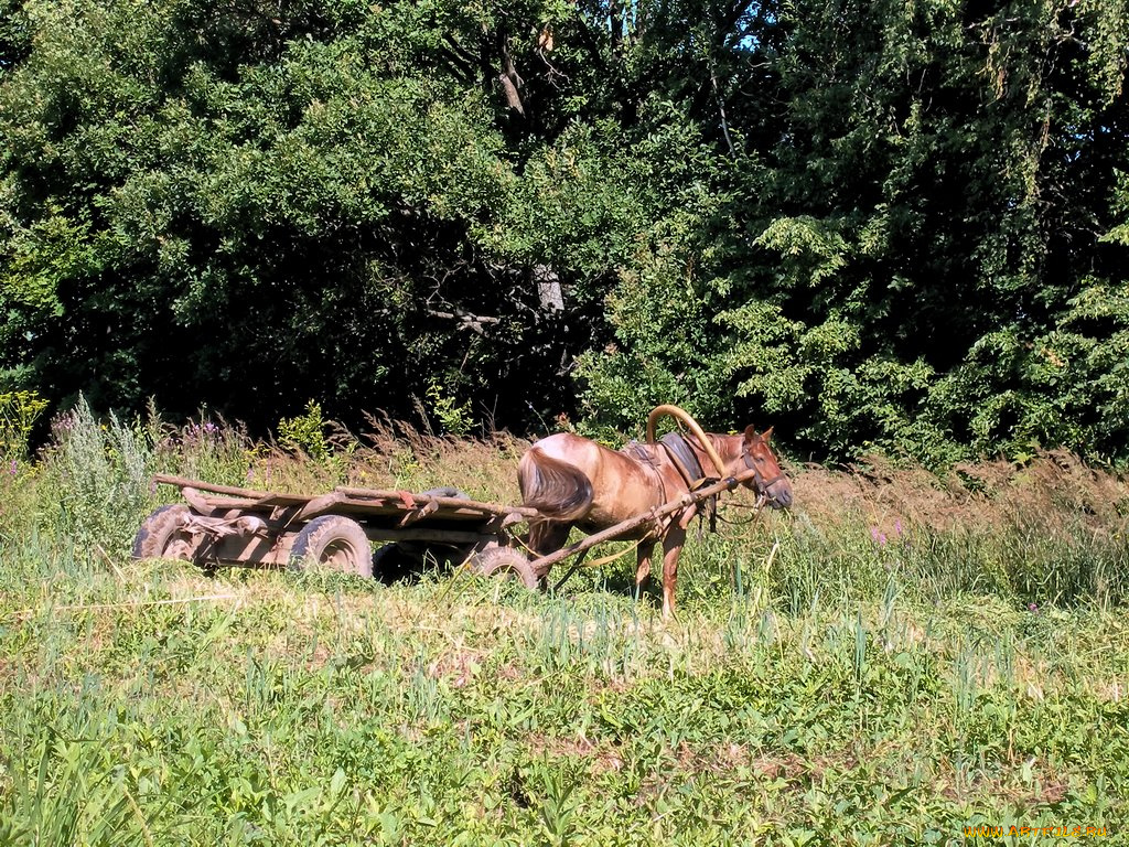 животные, лошади