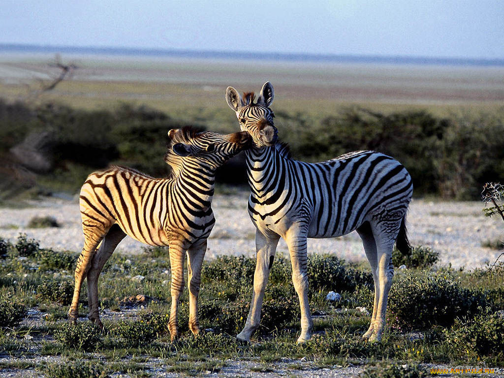 животные, зебры