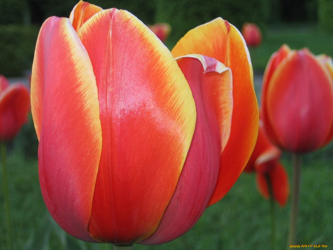 цветы, тюльпаны