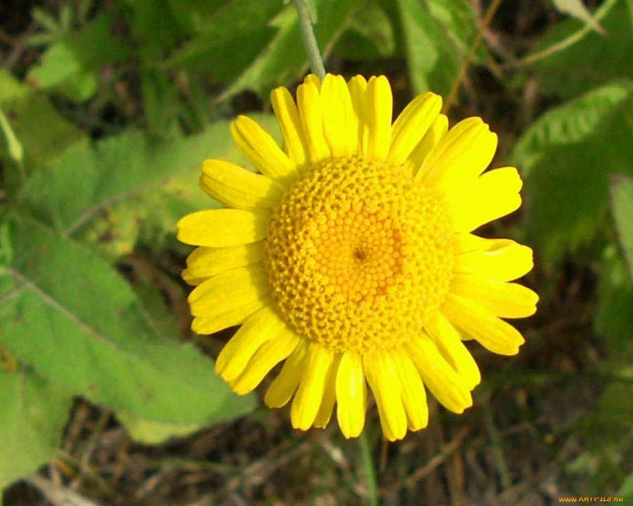 цветы, ромашки