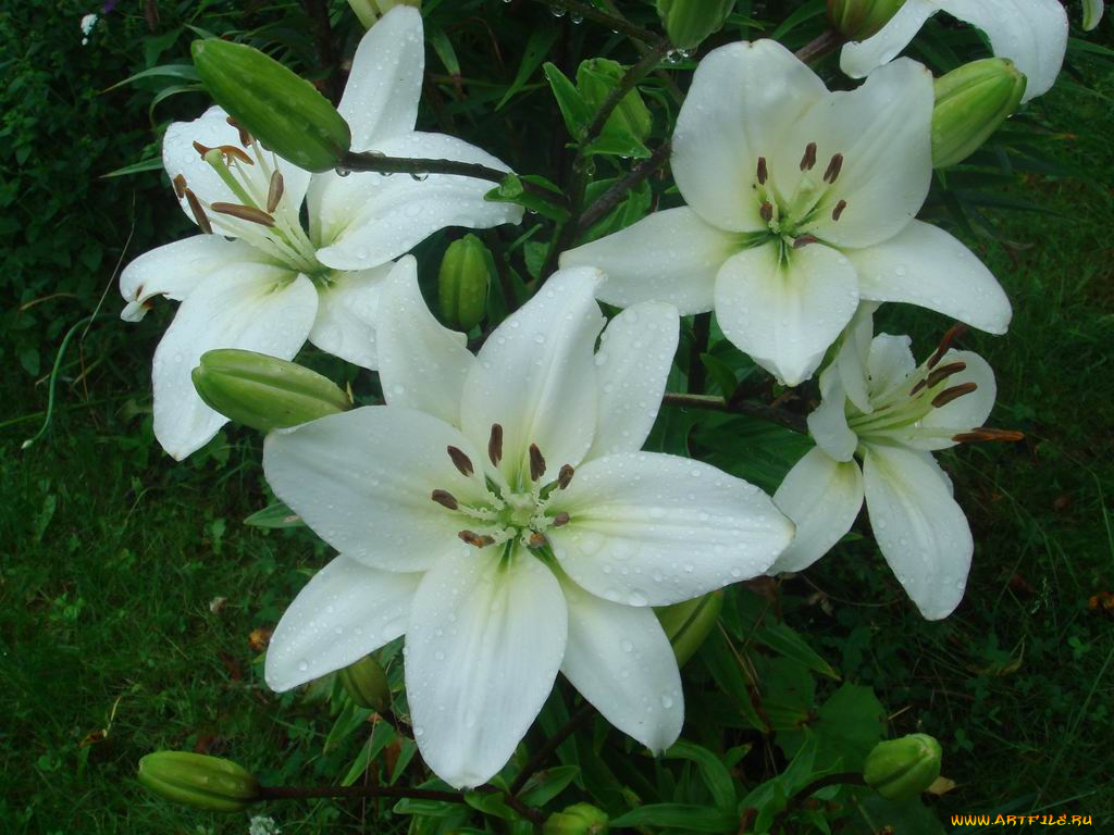 цветы, лилии, лилейники