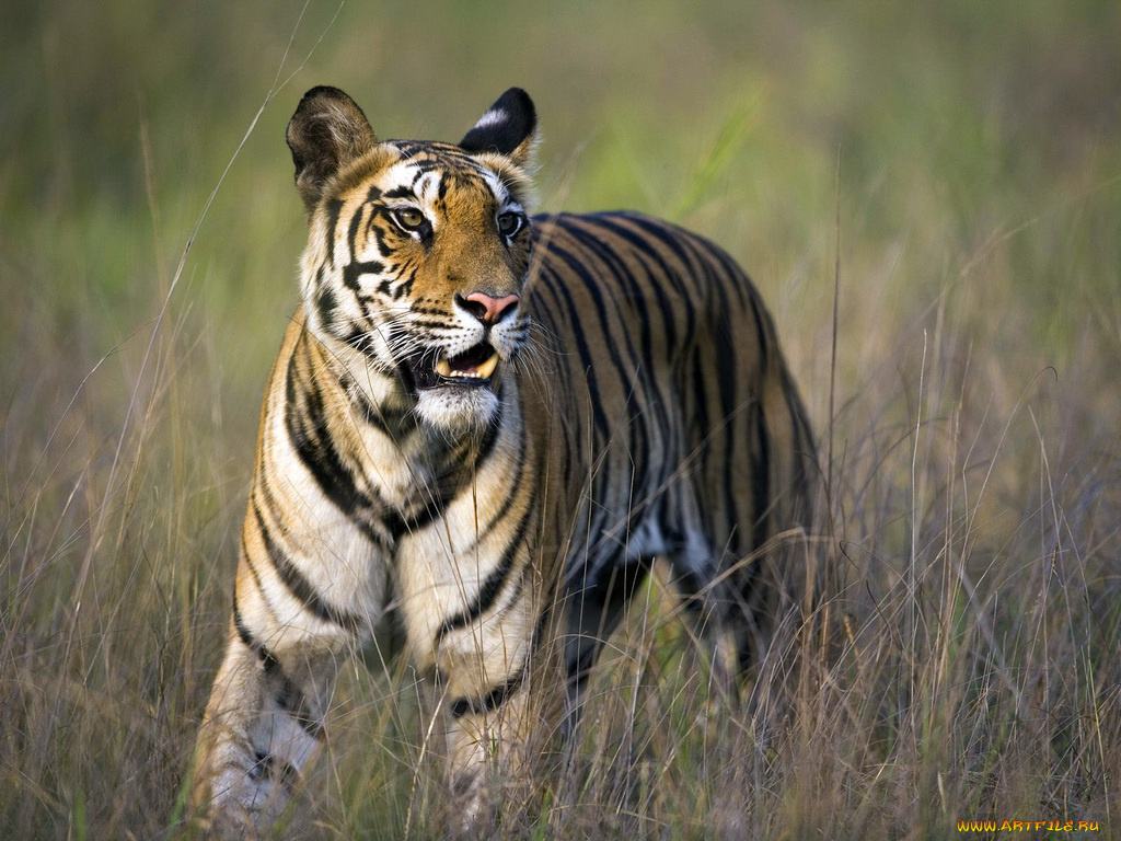 животные, тигры