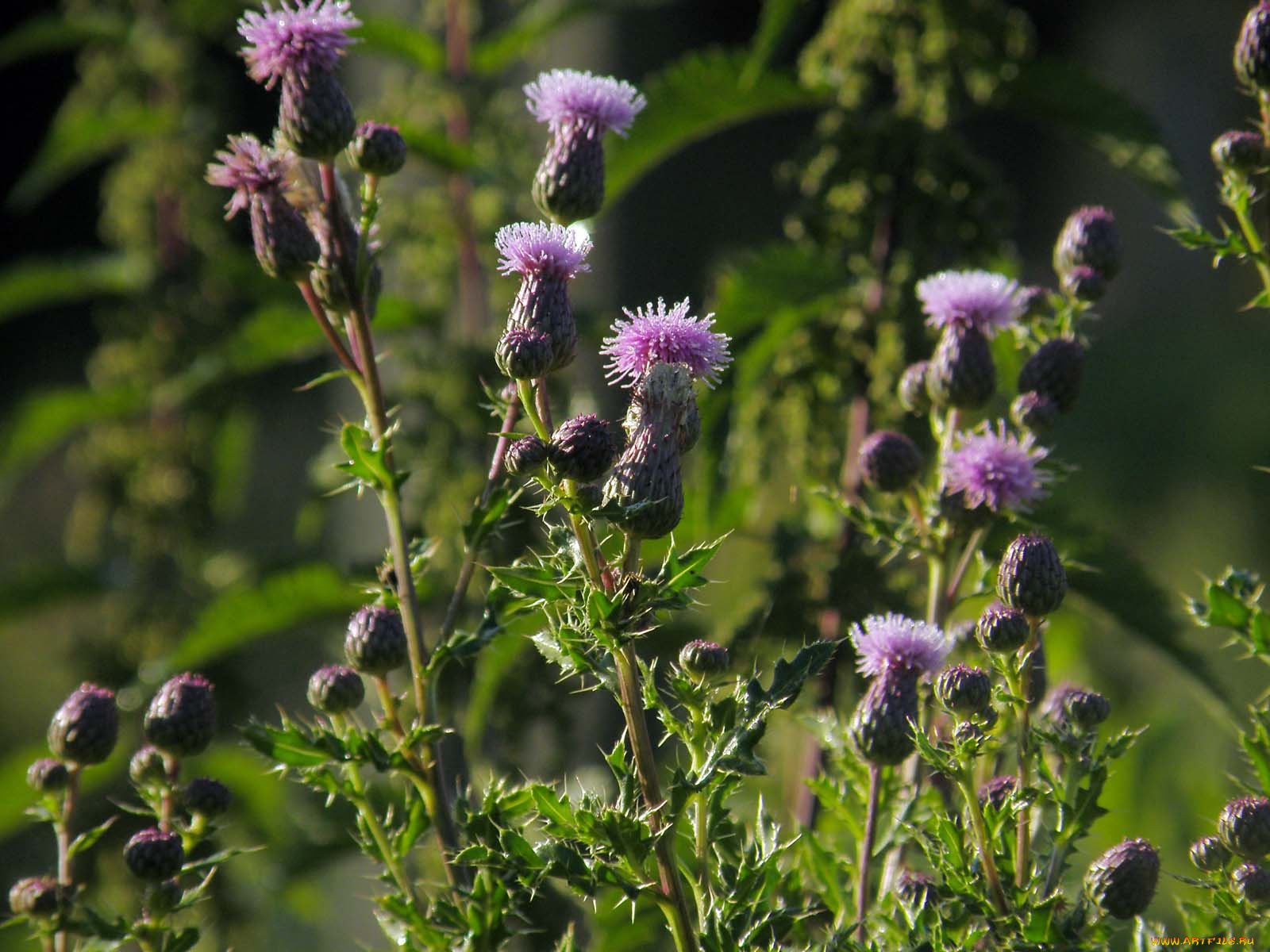 цветы, Чертополох, репейник