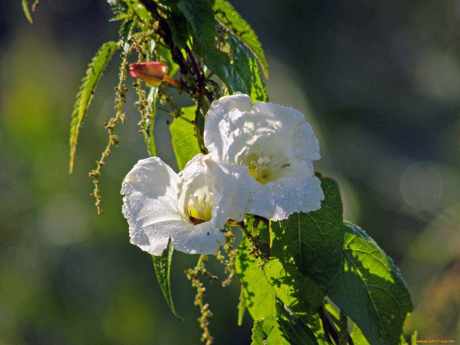 цветы, цветущие, деревья, кустарники