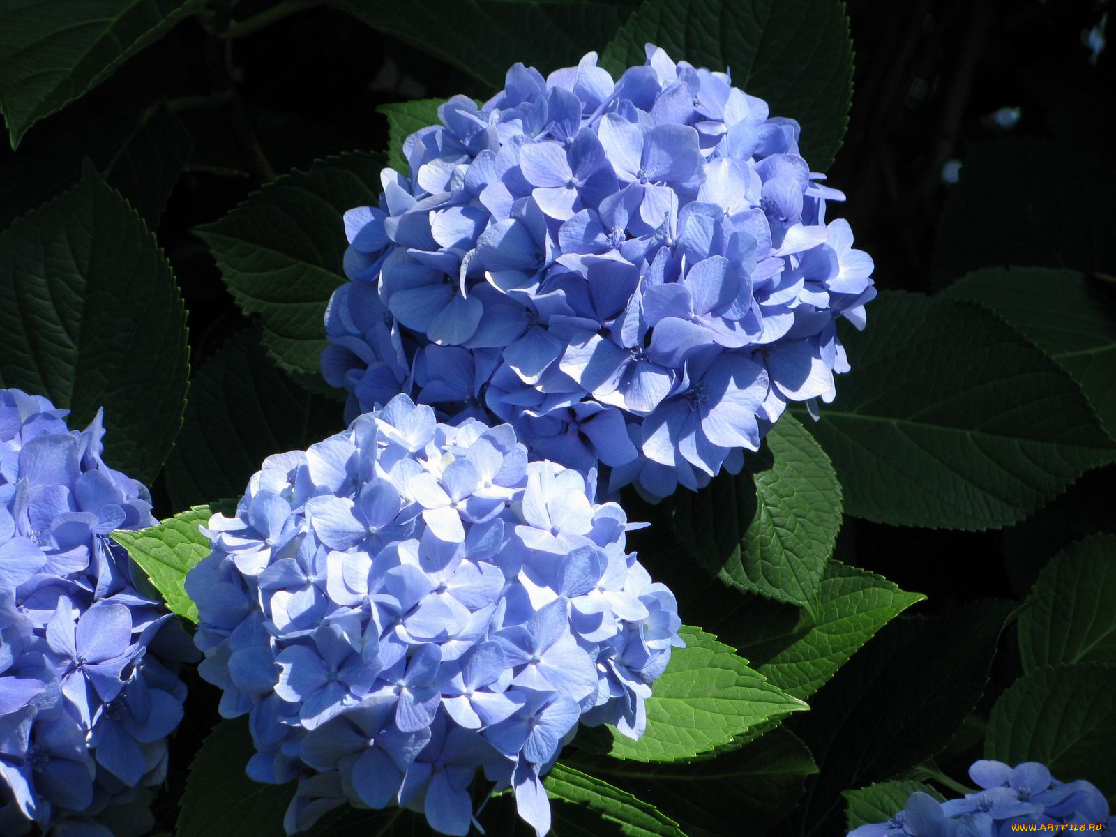 цветы, гортензия