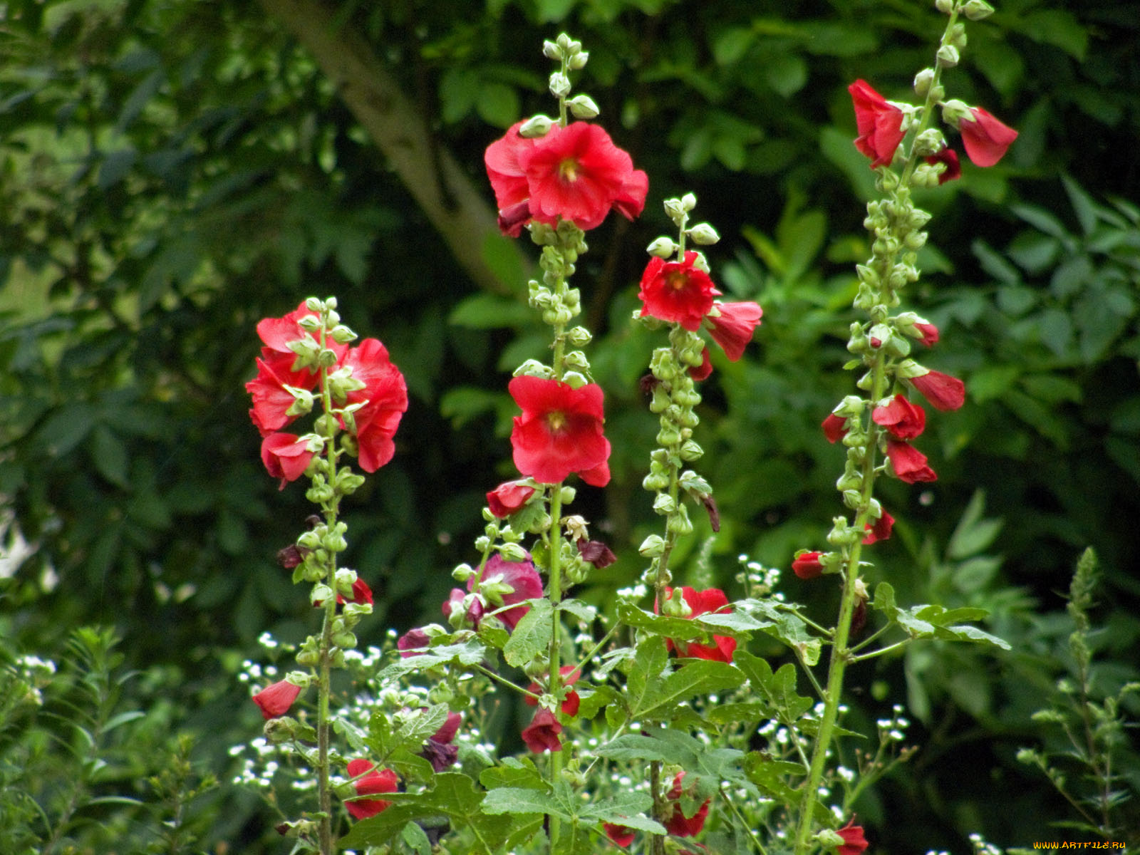 цветы, мальвы