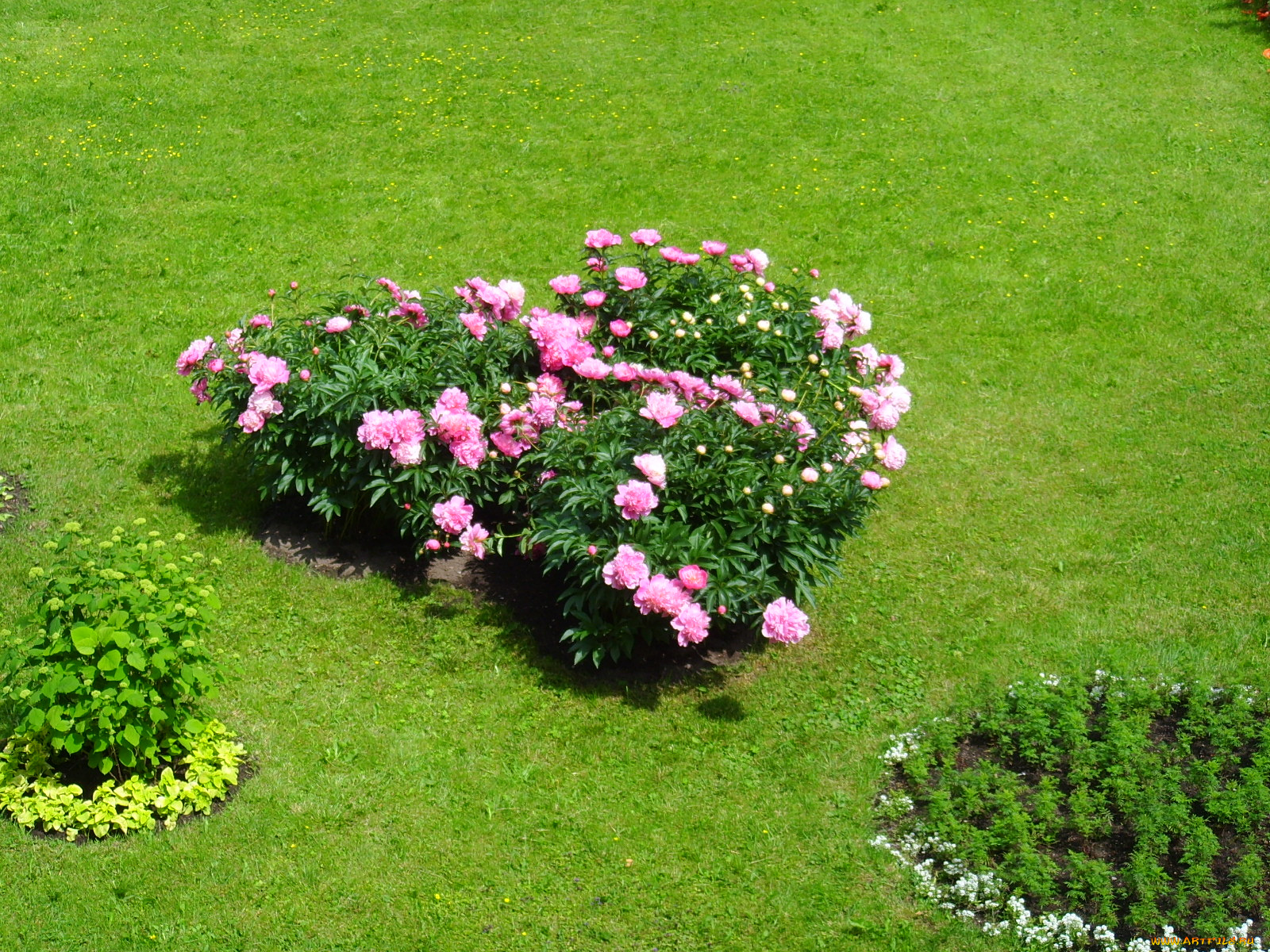 цветы, пионы