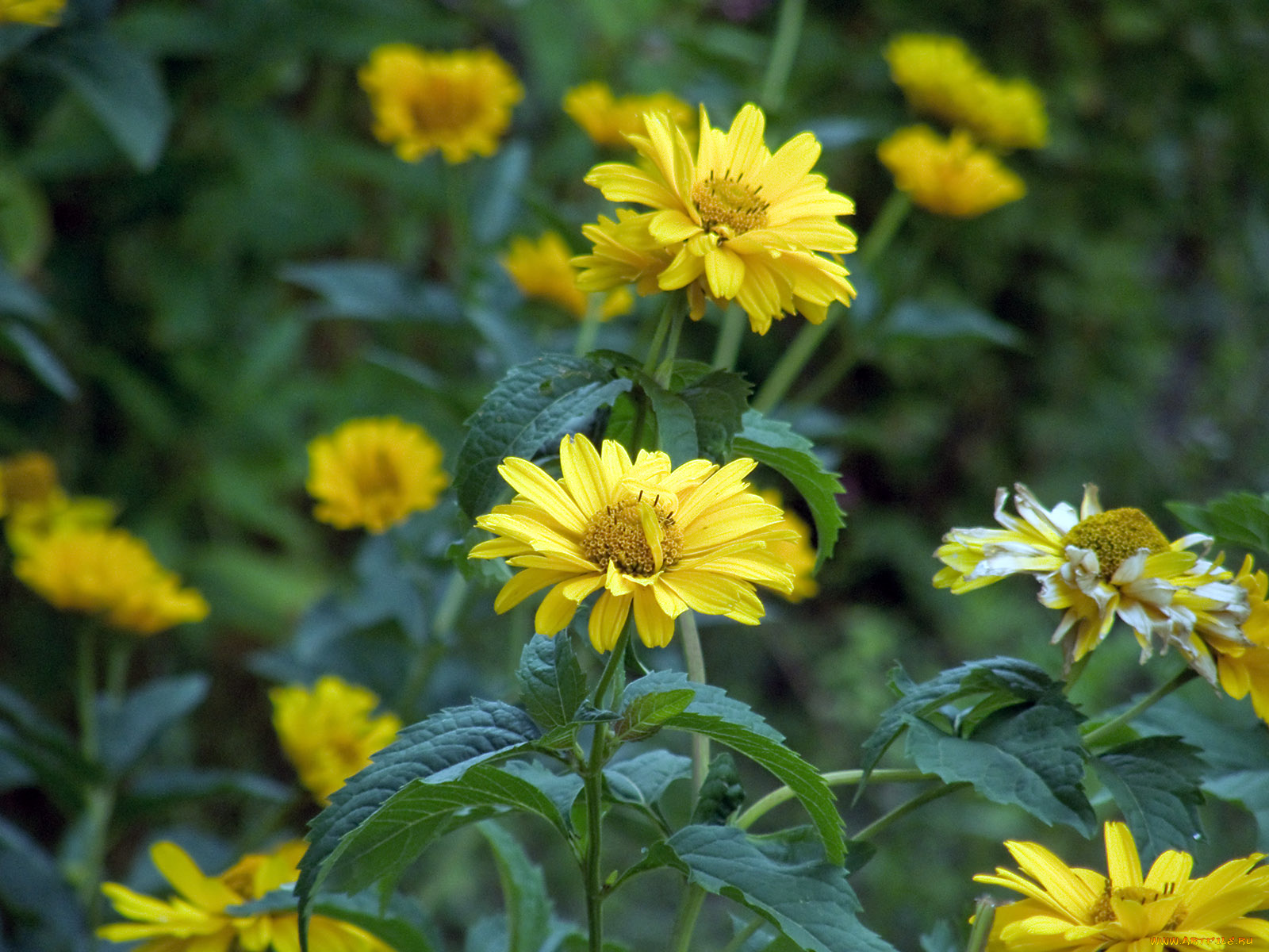 цветы, рудбекия