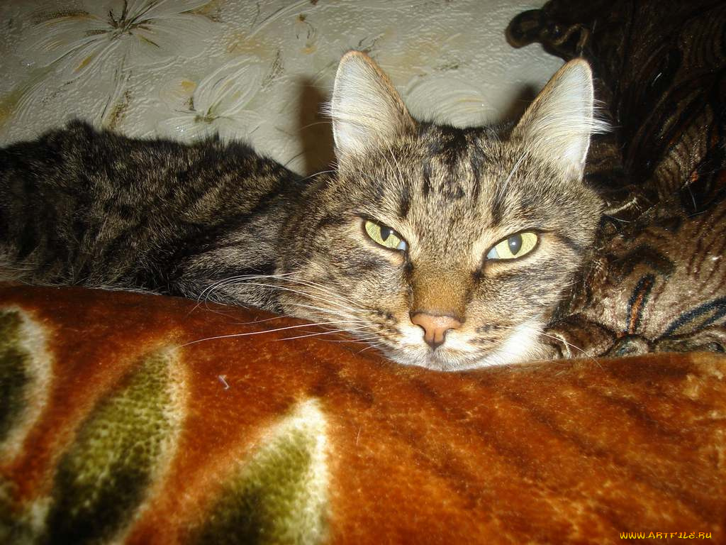 маквай, животные, коты