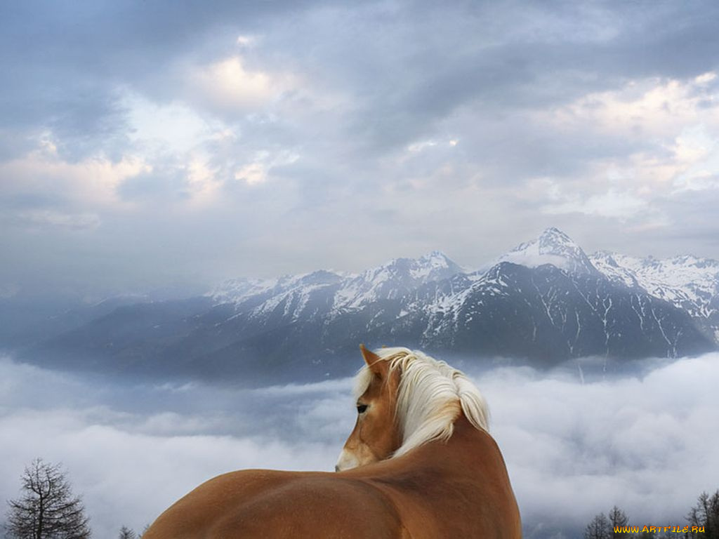животные, лошади