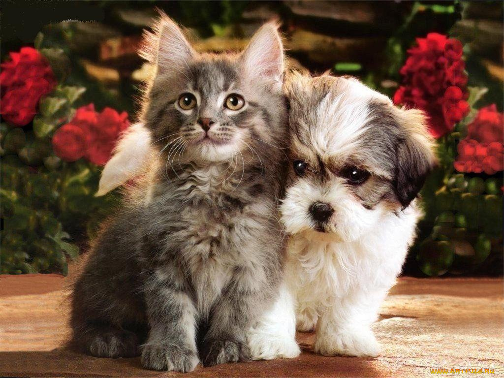 животные, разные, вместе