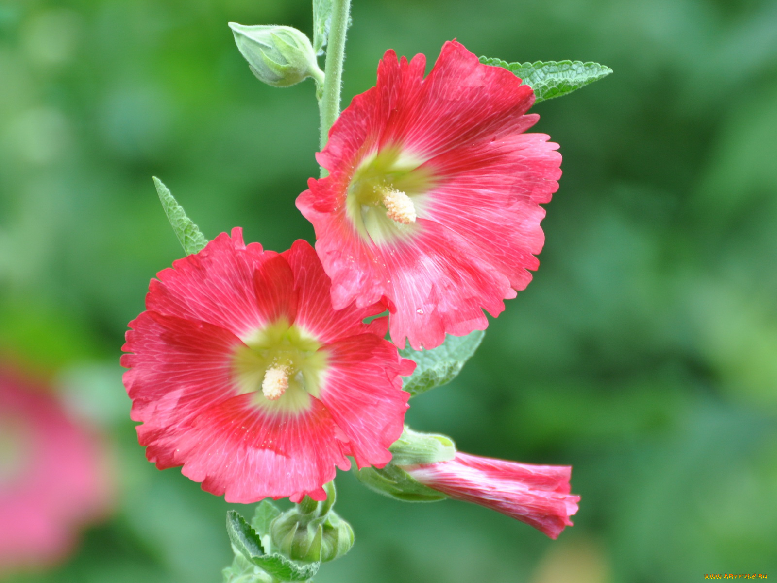 цветы, мальвы